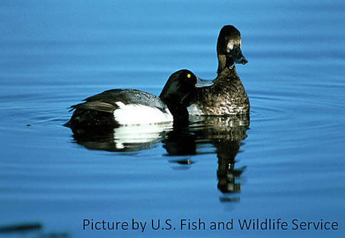 Trace element exposure in lesser scaup in the Mississippi Flyway