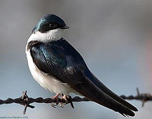 New York State Dept. of Environmental Conservation on X: I'm NOT blue da  ba dee da ba di?! Did you know #bluejay feathers are made of microscopic  prism-like structures, causing the refracted