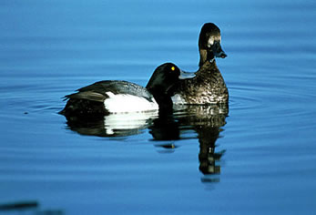 Trace element exposure in lesser scaup in the Mississippi Flyway 